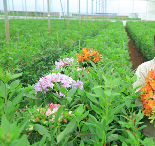 Ethiopia Becomes Africa’s Second Largest Flower Exporter